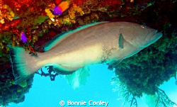 Grouper seen at Grand Bahamas May 2009.  Photo taken with... by Bonnie Conley 